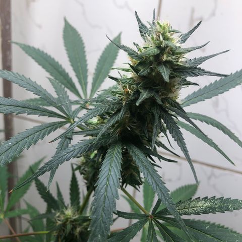Pren do mal growlog timeline photo