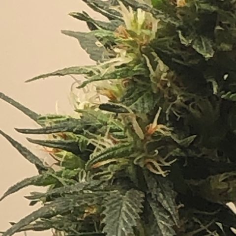 Pren do mal growlog timeline photo