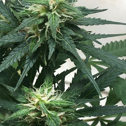 Pren do mal growlog timeline photo