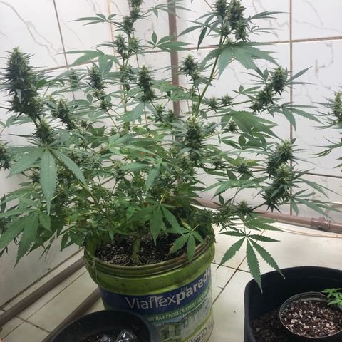 Pren do mal growlog timeline photo