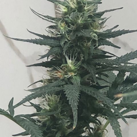 Pren do mal growlog timeline photo