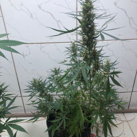Pren growlog timeline photo