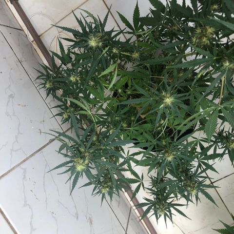 Pren growlog timeline photo