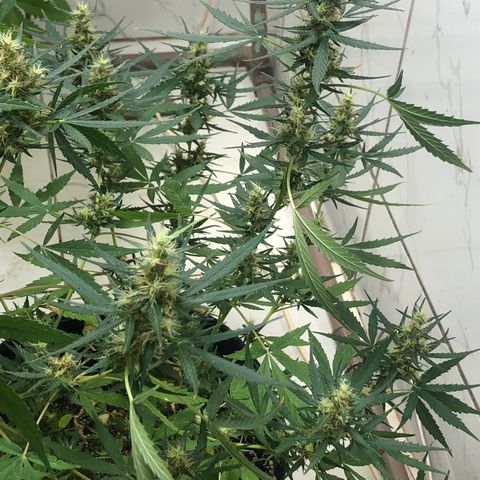 Pren growlog timeline photo
