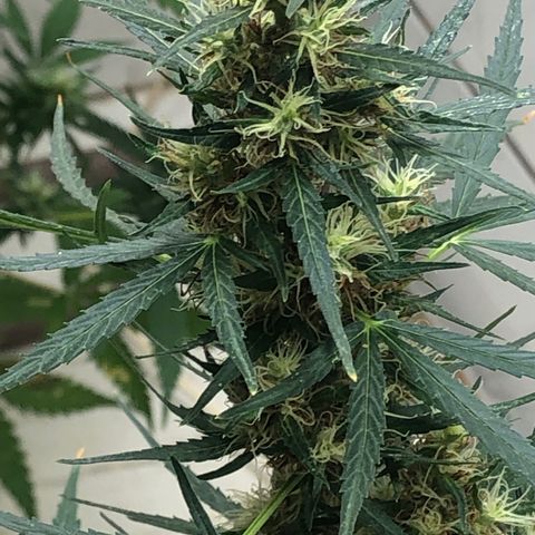 Pren growlog timeline photo