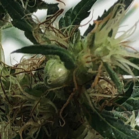 Pren growlog photo: Semente, deu uma flor macho, mas já retirei