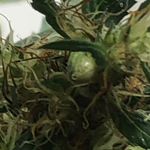 Pren growlog timeline photo