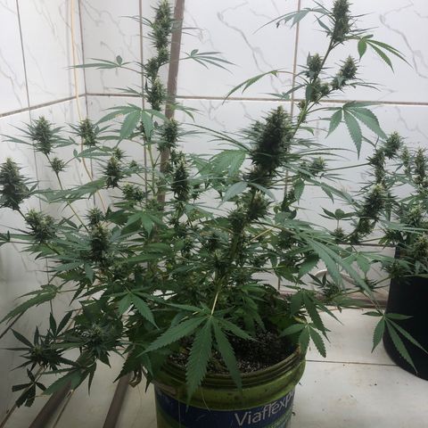 Pren do mal growlog timeline photo