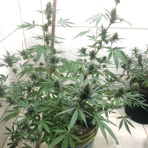 Pren do mal growlog timeline photo