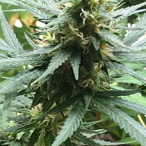 Pren do mal growlog timeline photo