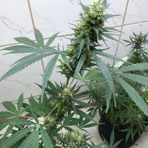 Pren do mal growlog timeline photo
