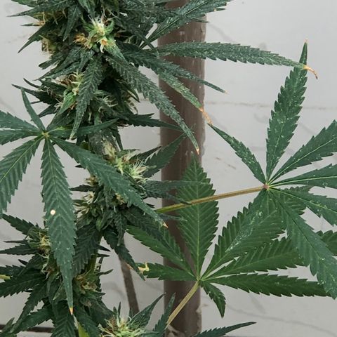 Pren do mal growlog timeline photo