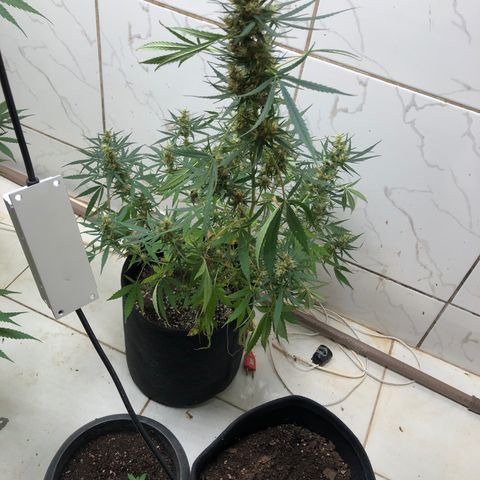 Pren growlog timeline photo