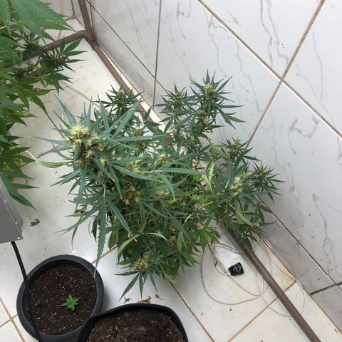 Pren growlog timeline photo