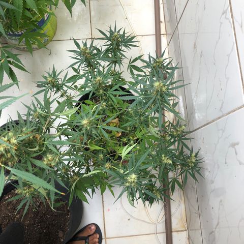Pren growlog timeline photo