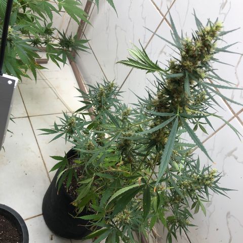 Pren growlog timeline photo