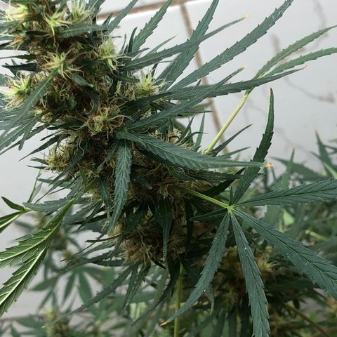 Pren growlog timeline photo
