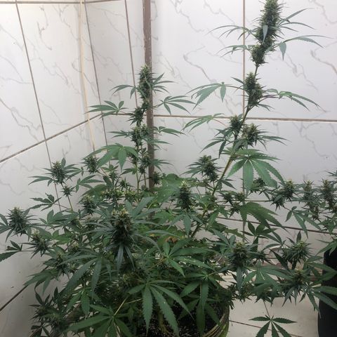 Pren do mal growlog timeline photo