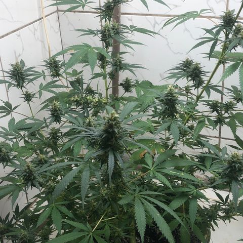 Pren do mal growlog timeline photo