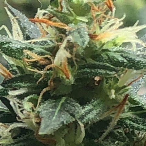 Pren do mal growlog timeline photo