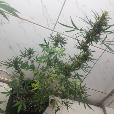 Pren growlog timeline photo