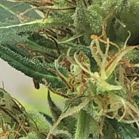 Pren growlog timeline photo