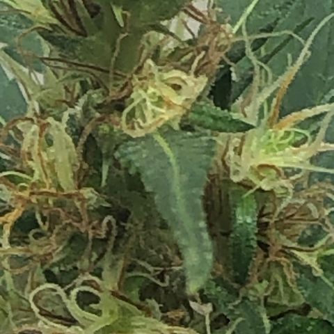 Pren growlog timeline photo