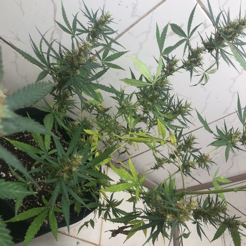 Pren growlog timeline photo