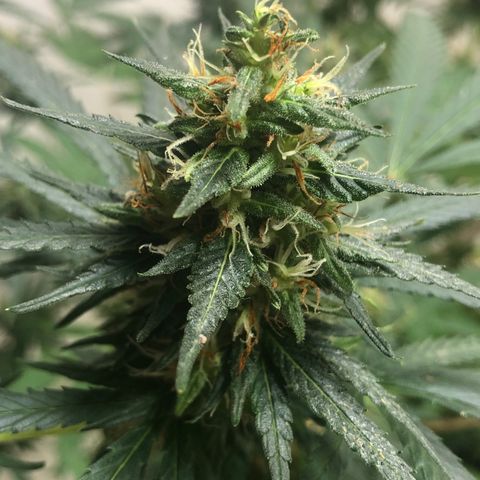 Pren do mal growlog timeline photo