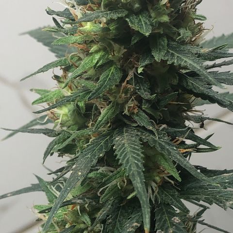 Pren do mal growlog timeline photo