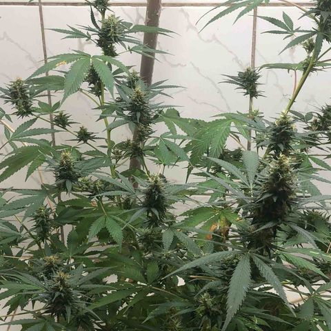 Pren do mal growlog timeline photo