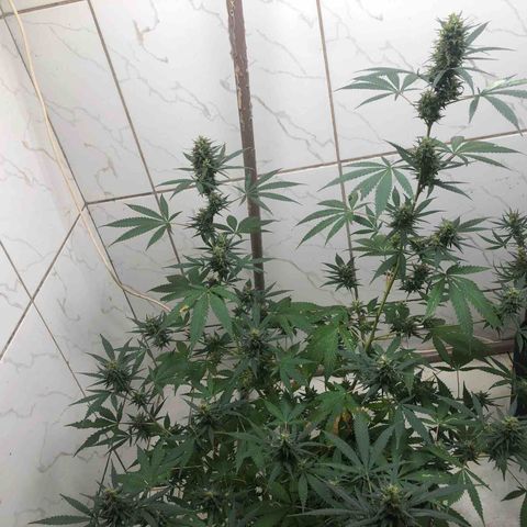 Pren do mal growlog timeline photo