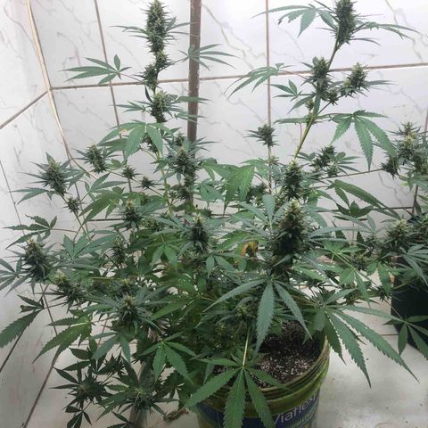 Pren do mal growlog timeline photo
