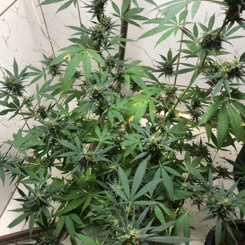 Pren do mal growlog timeline photo
