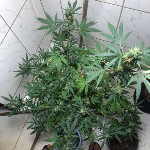 Pren do mal growlog timeline photo