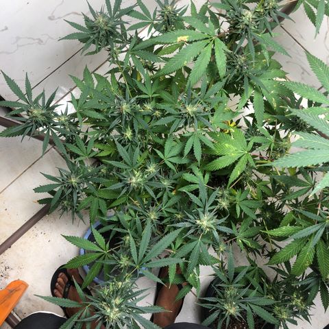 Pren do mal growlog timeline photo