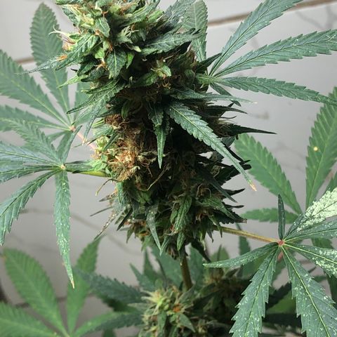 Pren do mal growlog timeline photo