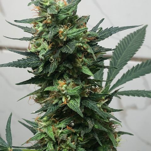 Pren do mal growlog timeline photo