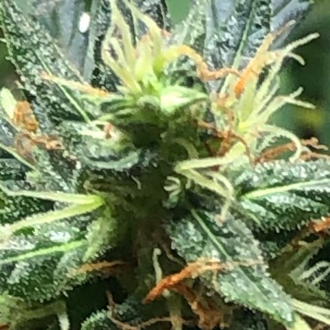 Pren do mal growlog timeline photo