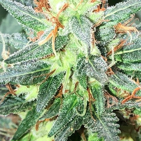 Pren do mal growlog timeline photo