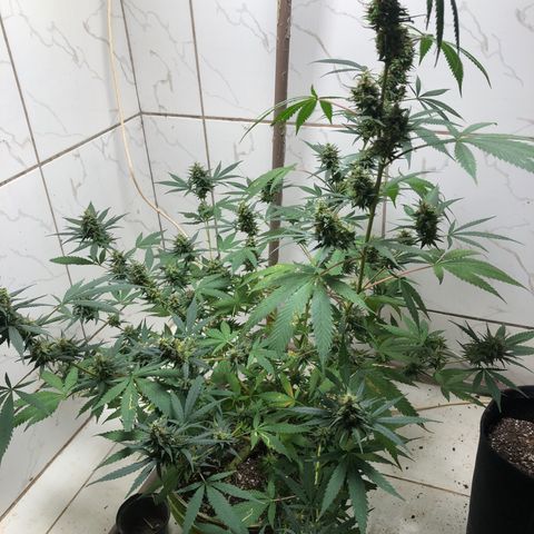 Pren do mal growlog timeline photo