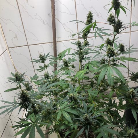 Pren do mal growlog timeline photo