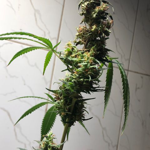 Pren do mal growlog timeline photo