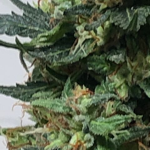 Pren do mal growlog timeline photo