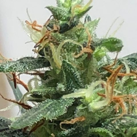 Pren do mal growlog timeline photo