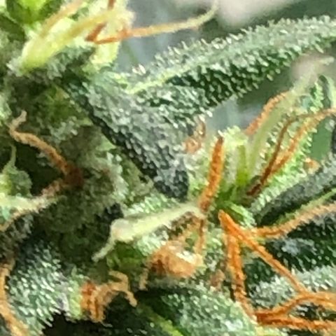 Pren do mal growlog timeline photo