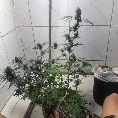 Pren do mal growlog timeline photo