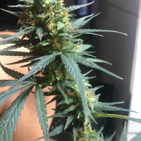 Pren do mal growlog timeline photo