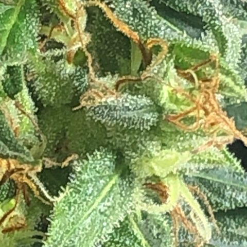 Pren do mal growlog timeline photo