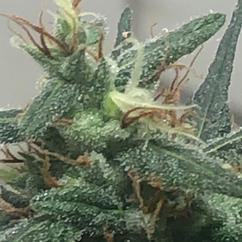 Pren do mal growlog timeline photo